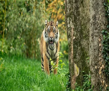 Nashville Zoo at Grassmere: Fast Track Ticket